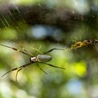 Araña Nephila clavipes