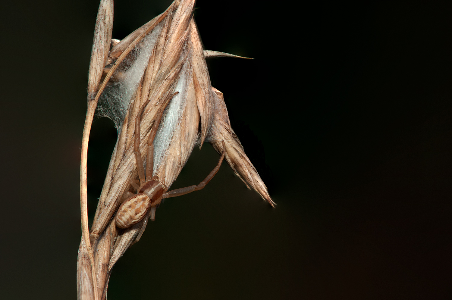 ARAÑA NIDO2