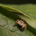 Araña saltadora