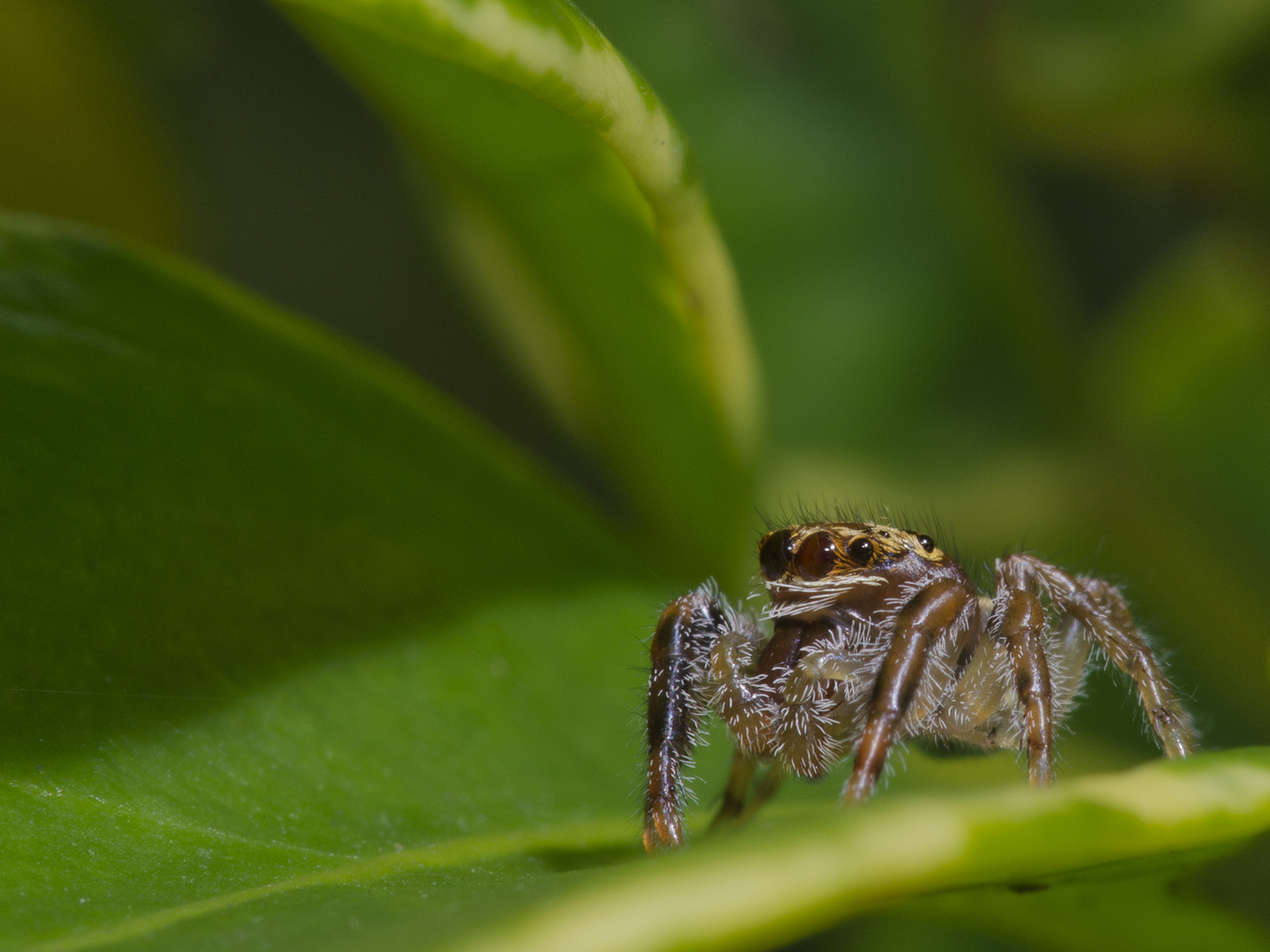 ARAÑA SALTARINA