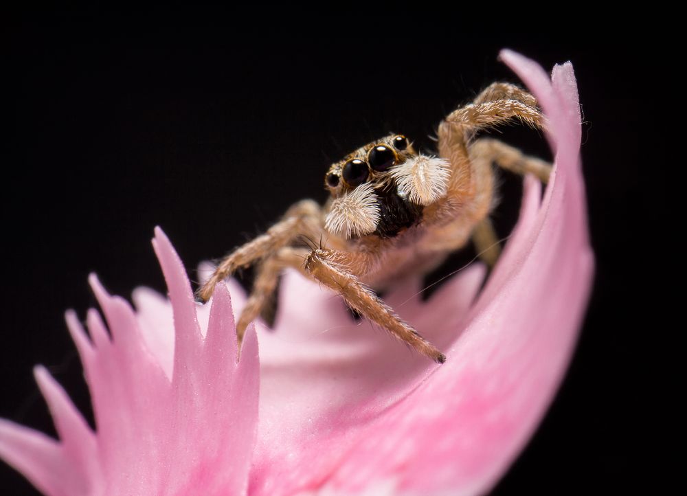 Araña saltarina de Emilio A. Cano 