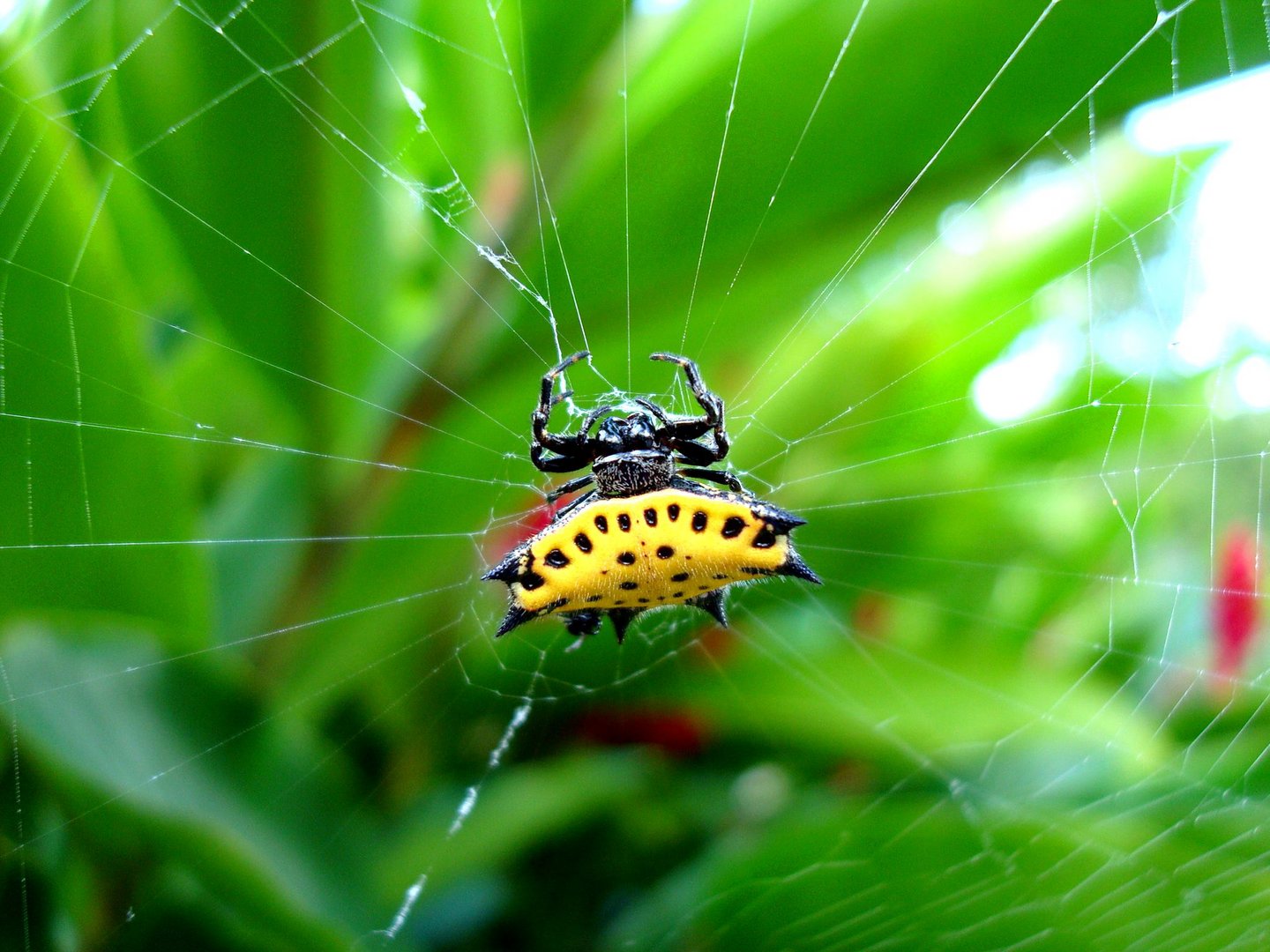 Araña tejedora