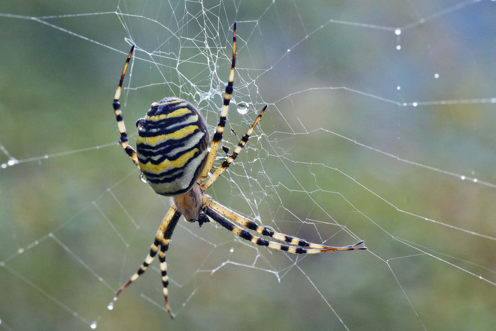 Araña tigre