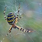 Araña tigre