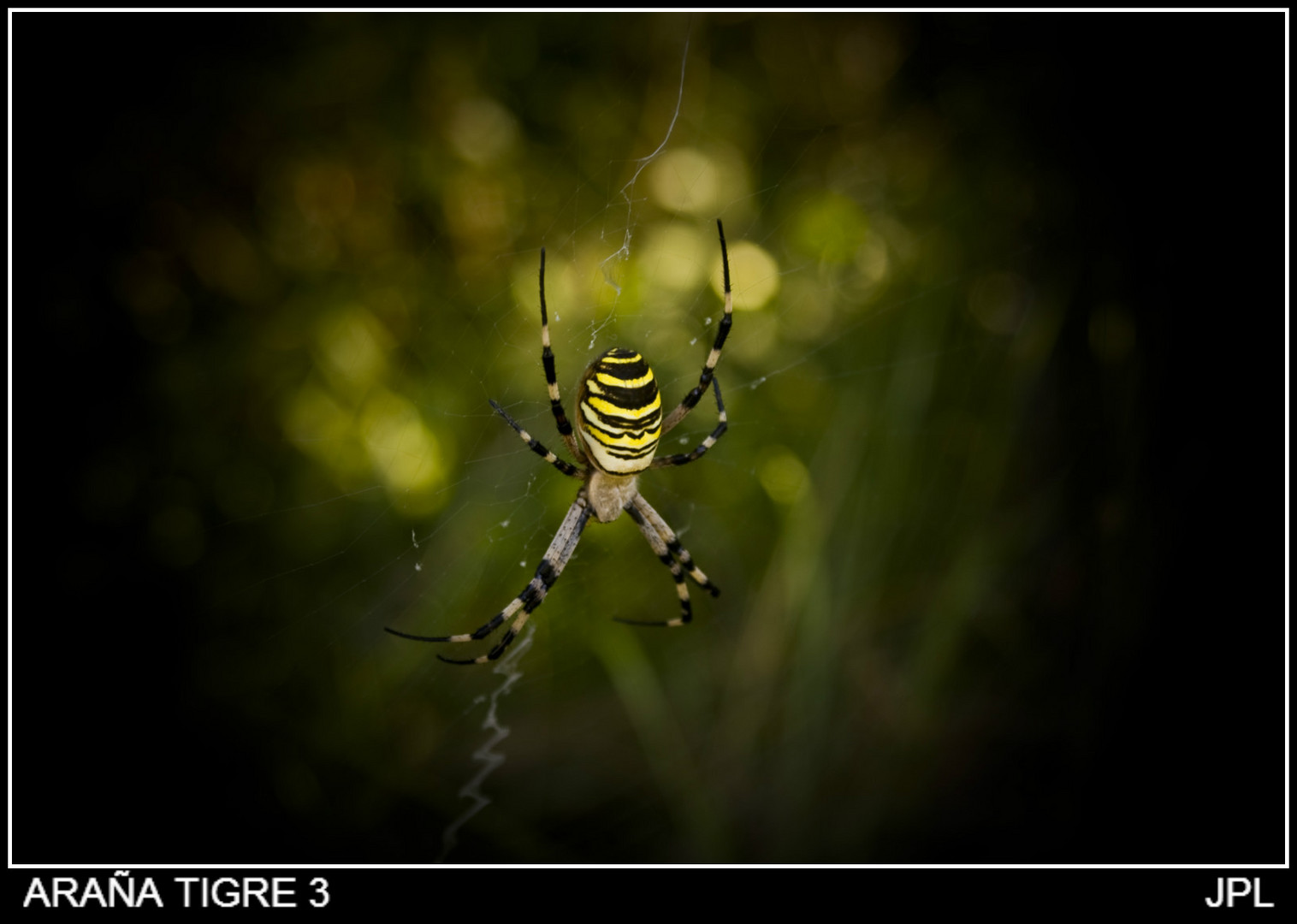 ARAÑA TIGRE 3