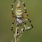 Araña tigre