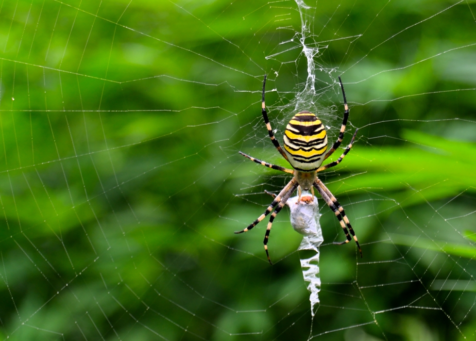 Araña tigre