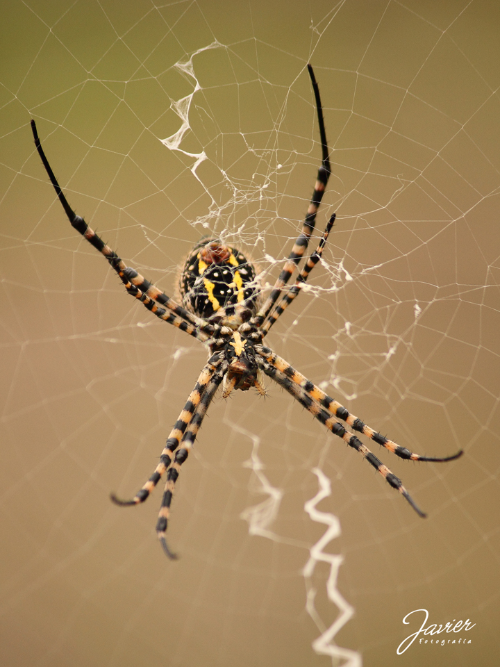 Araña Tigre ( Argiope trifasciata)