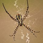 Araña Tigre ( Argiope trifasciata)