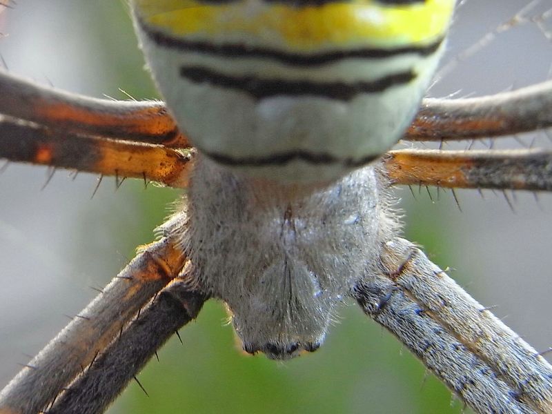 Araña Tigre (Detalle)