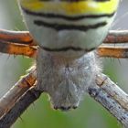 Araña Tigre (Detalle)