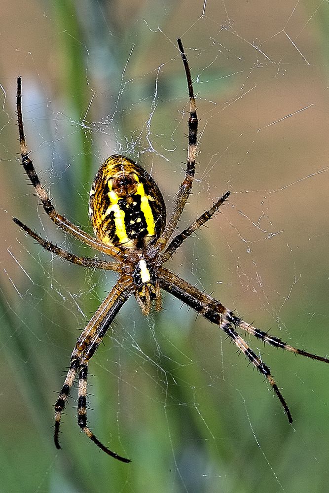 Araña Tigre