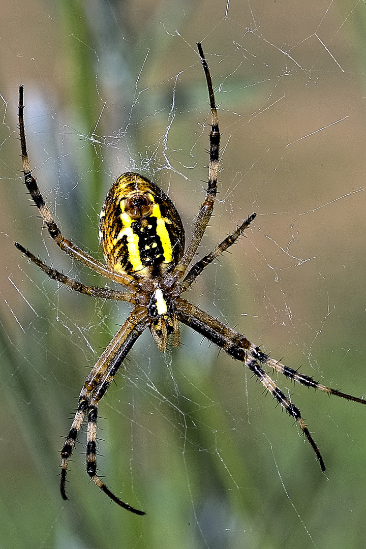 Araña Tigre