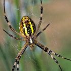 Araña Tigre