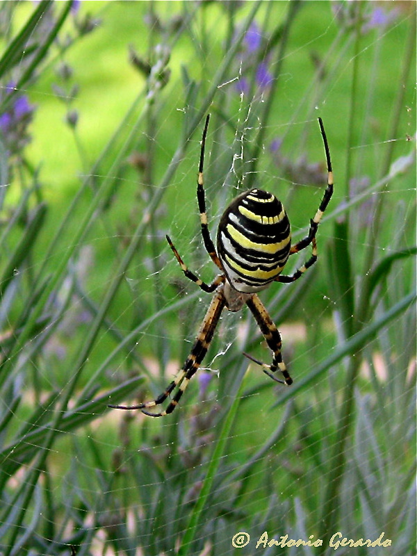 Araña Tigre