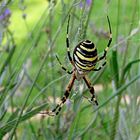 Araña Tigre