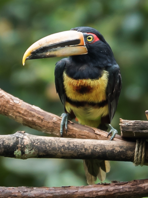 Araçari à bec clair (toucan)