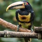 Araçari à bec clair (toucan)