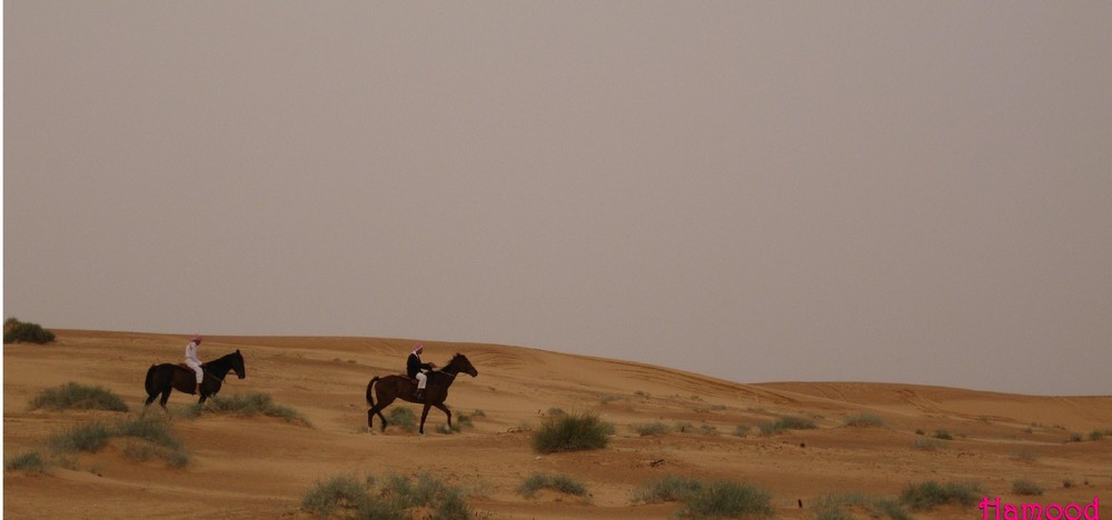 Arab horses in the desert