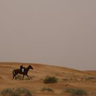 Arab horses in the desert