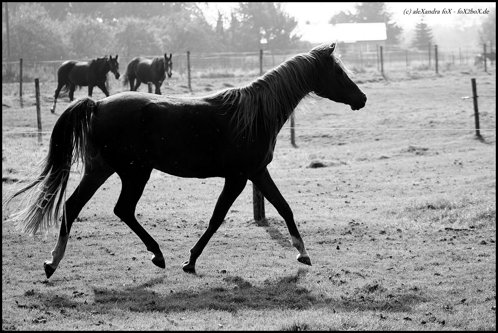 . arab silhouette .