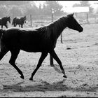 . arab silhouette .