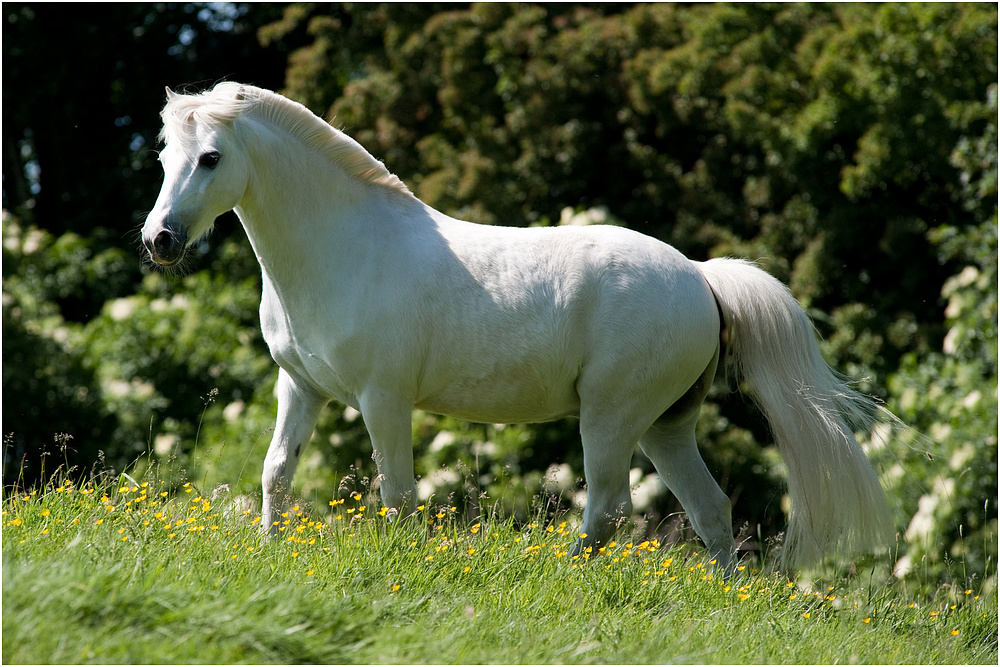 Arabello, dass kleine weisse Pony.