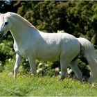 Arabello, dass kleine weisse Pony.