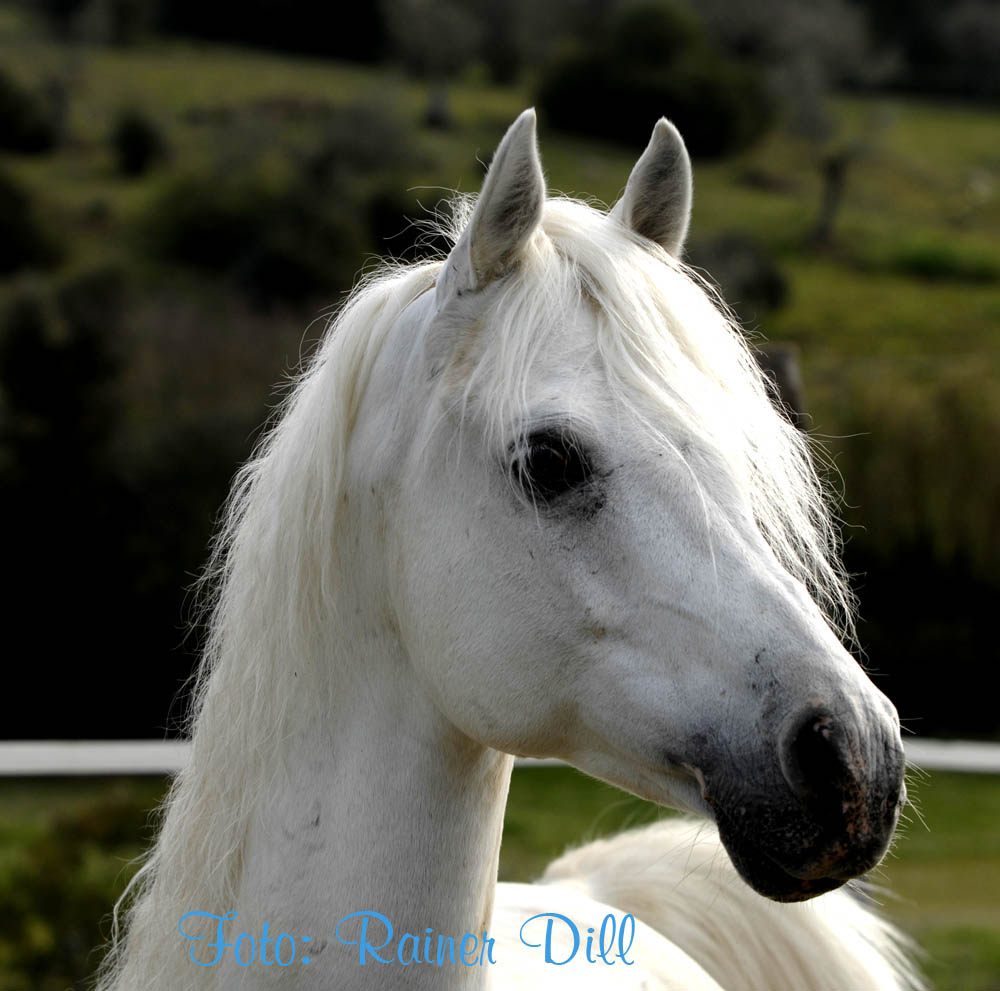 Araber 1 Foto & Bild | tiere, haustiere, pferde, esel, maultiere Bilder