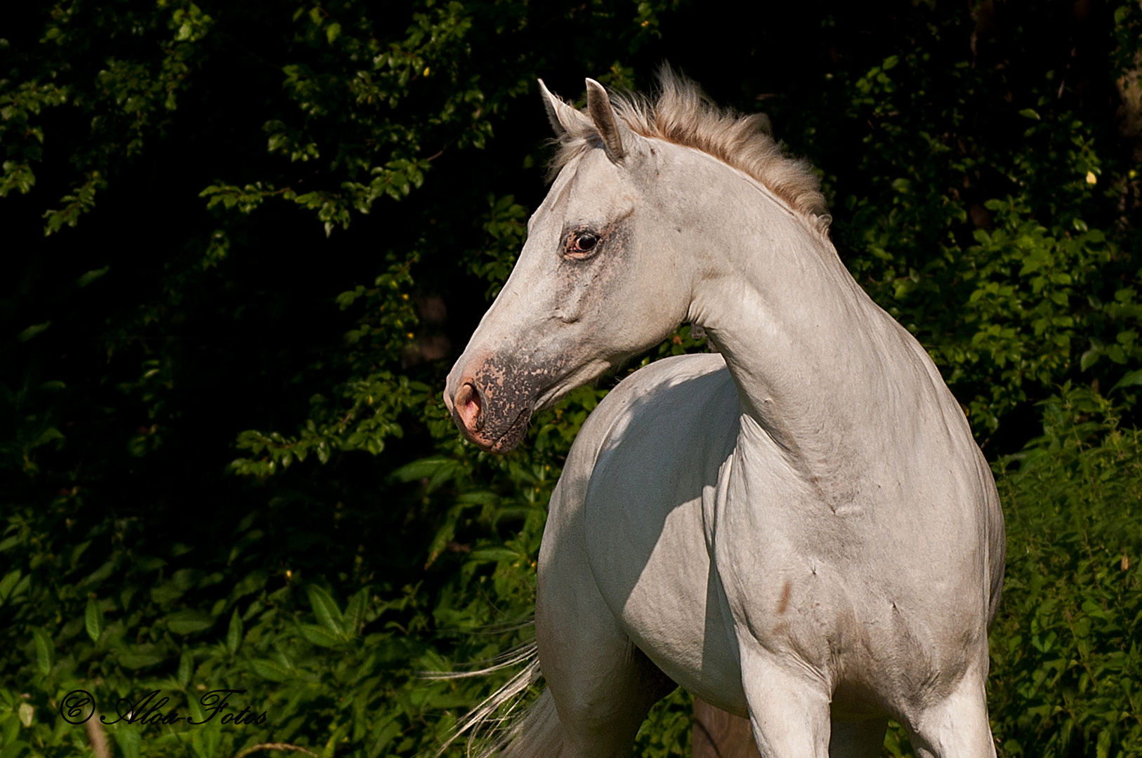 Araber-Appaloosa-Wallach Stormy