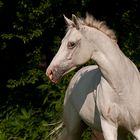 Araber-Appaloosa-Wallach Stormy