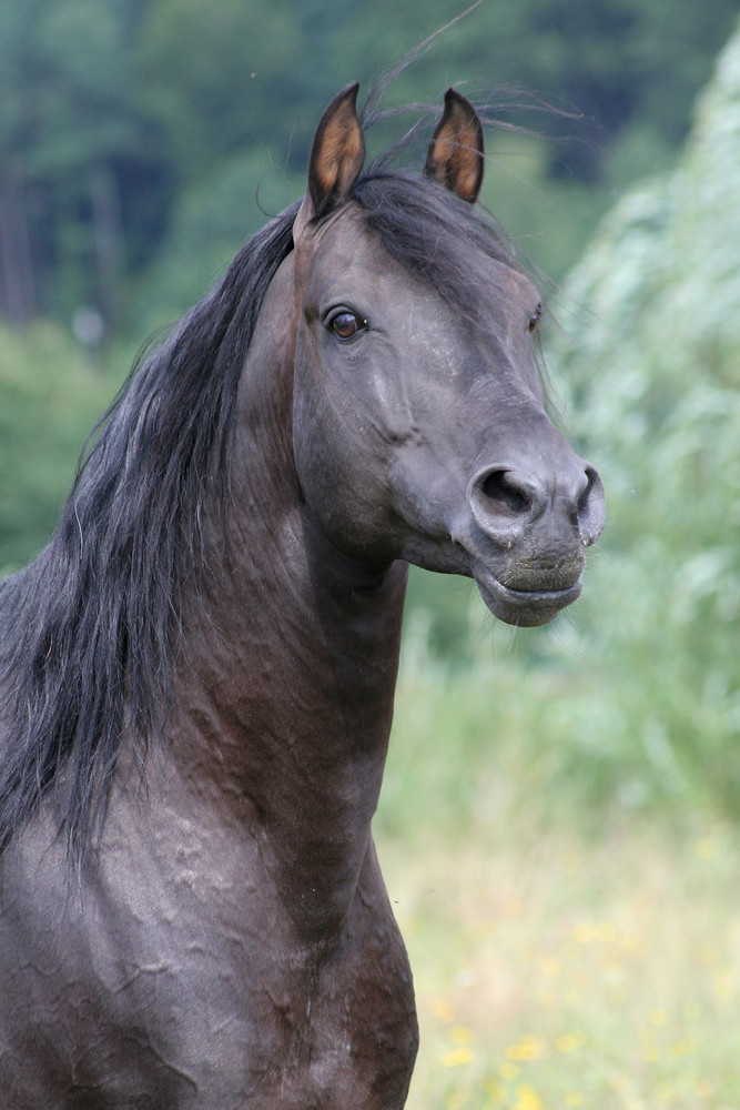 Araber-Berber-Hengst "Impossible"