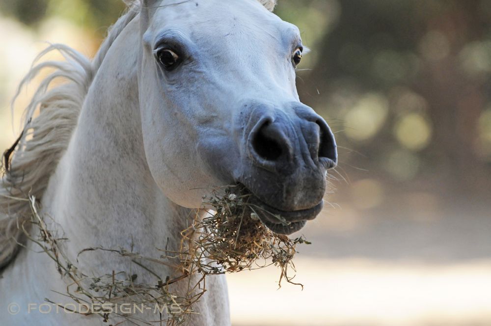 Araber Foto & Bild | tiere, haustiere, pferde, esel, maultiere Bilder ...