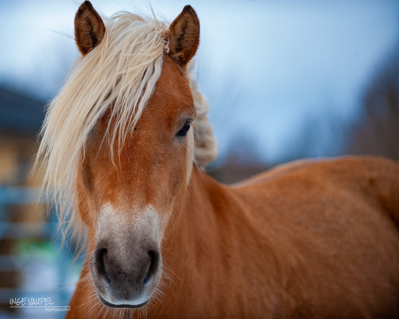 Araber-Haflinger Stute