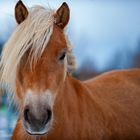 Araber-Haflinger Stute