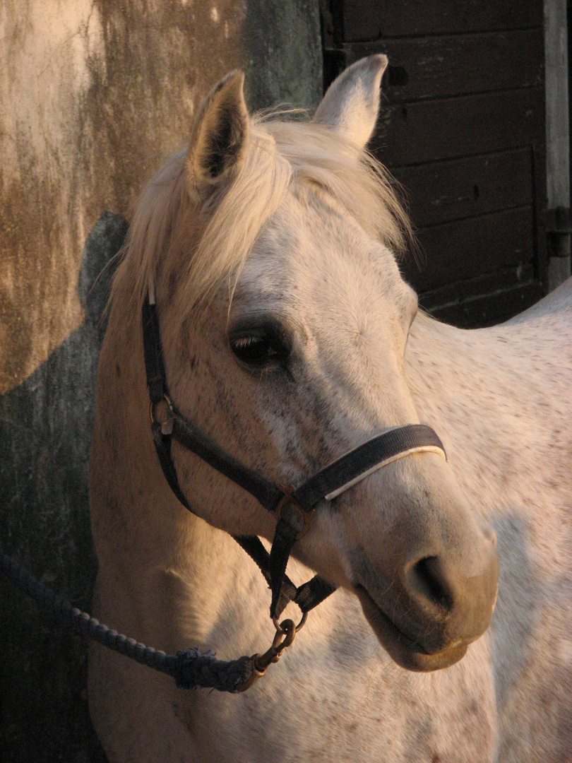 Araber im Abendlicht