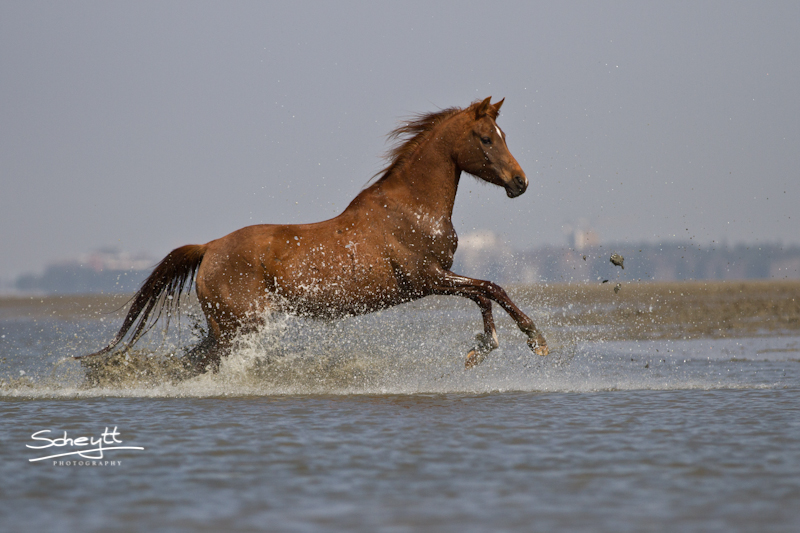 Araber im Meer