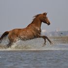 Araber im Meer