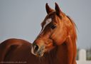 Araber Portrait 1 von Ranch El Castille