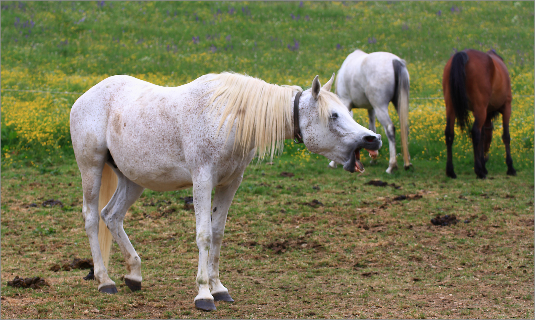 Araber sind wahrlich feurige Tiere