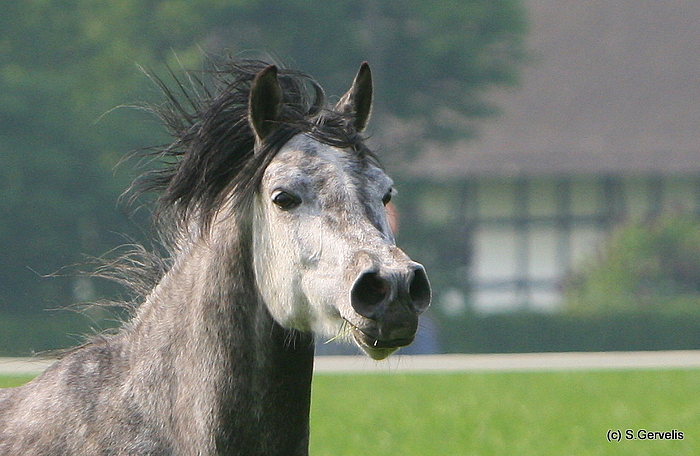 Araber-Stute