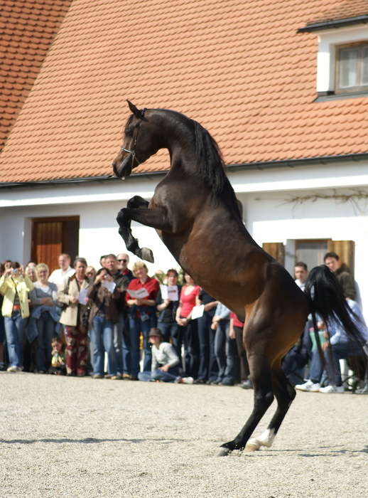 Araberhengst......