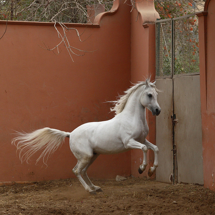 Araberhengst Foto & Bild tiere, haustiere, pferde, esel, maultiere Bilder auf Araberhengst Foto & Bild tiere, haustiere, pferde, esel, maultiere Bilder auf