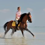 araberhengst ...galopp im meer