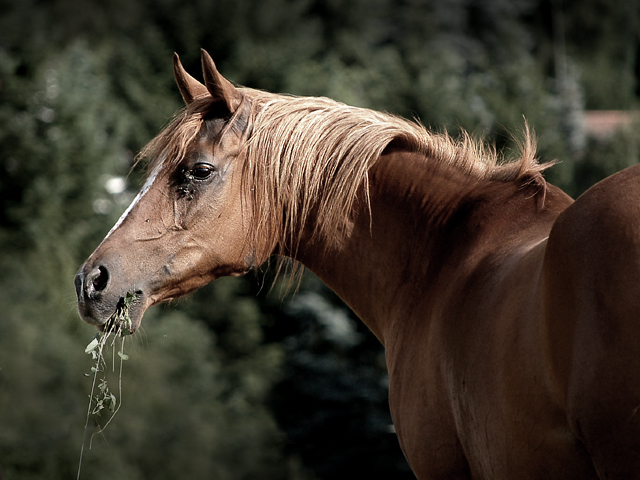 Araberportrait