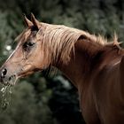 Araberportrait