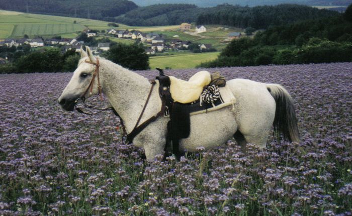 araberstute im lila feld