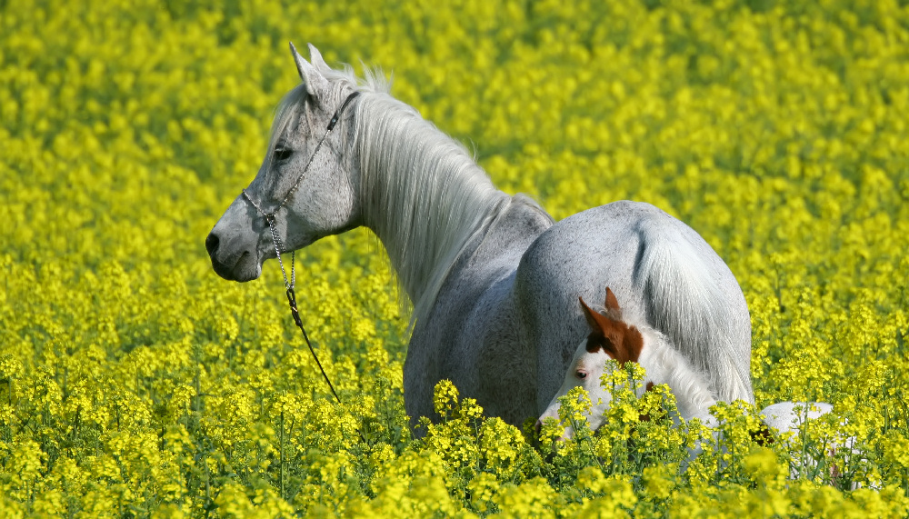 Araberstute und Pintofohlen