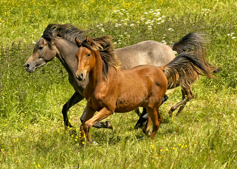 Araberstuten