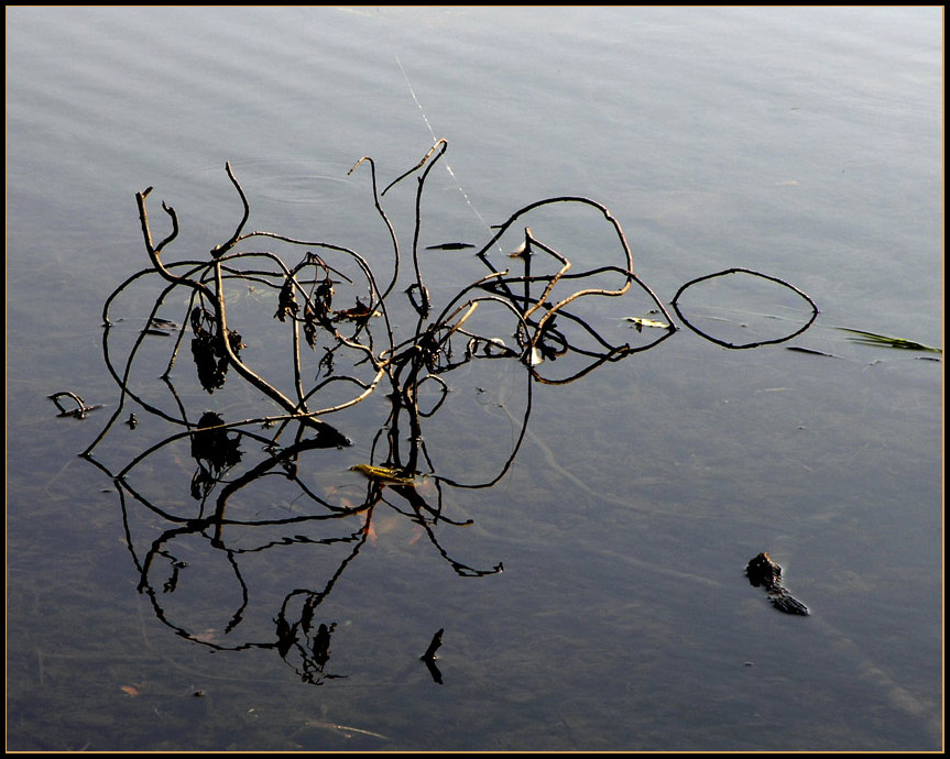 Arabeske im Teich...